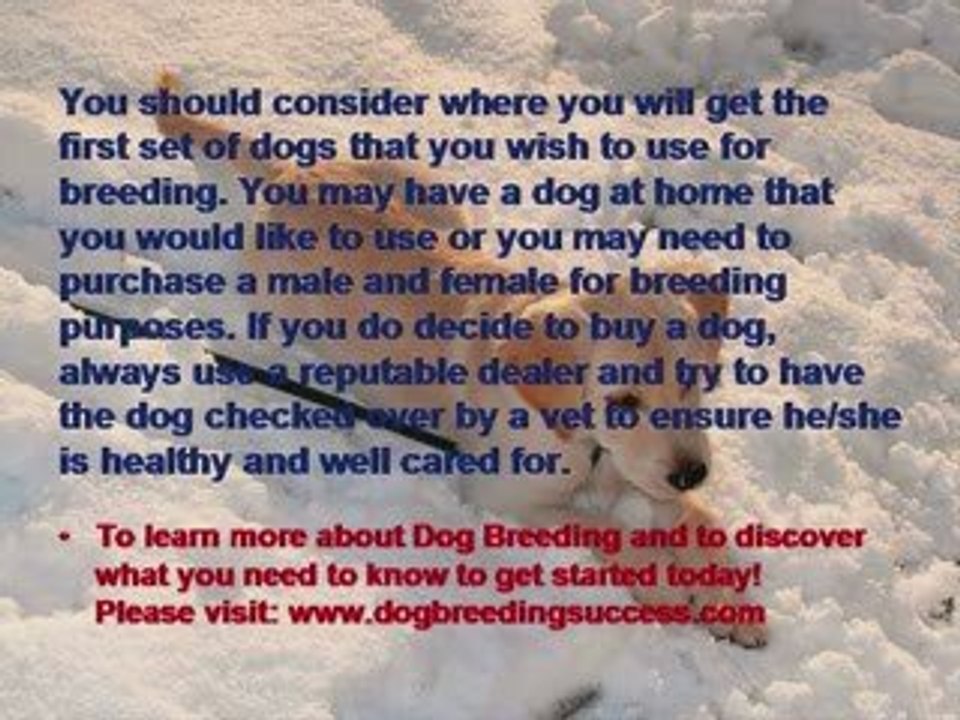 Dog Breeding - A Challenge