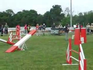 Auckland agility 2 trophée