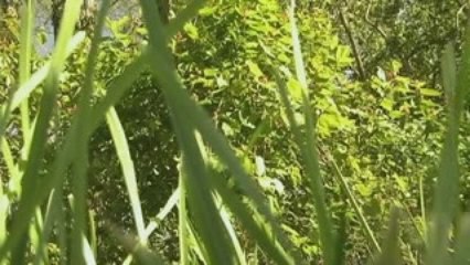 The WorSub Films Variety Hour - Grass Promo