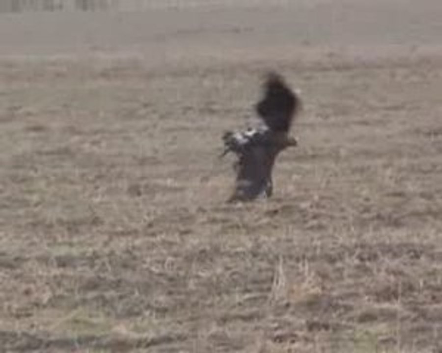 Eagle_catches_deer