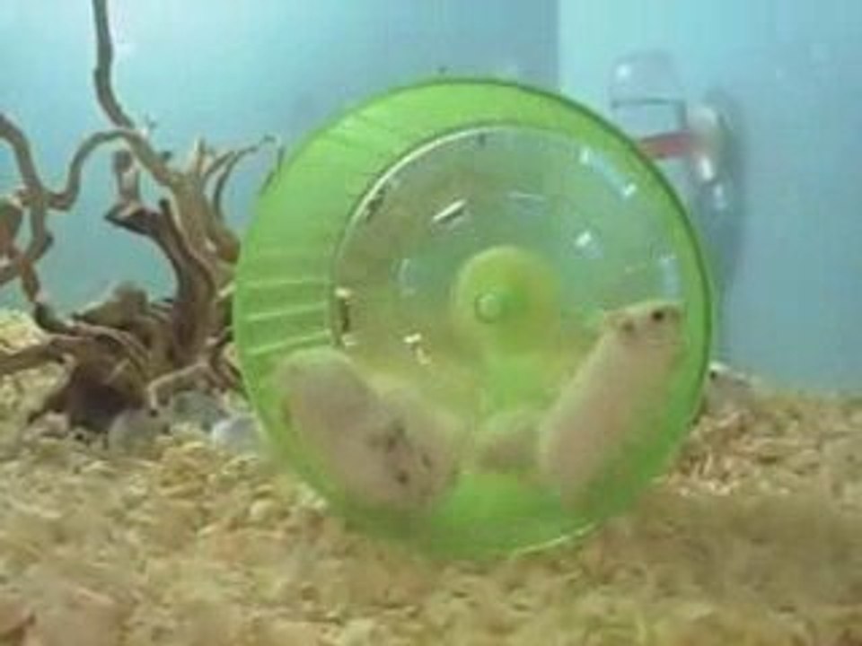 Chinatown - Apprendre à Danser