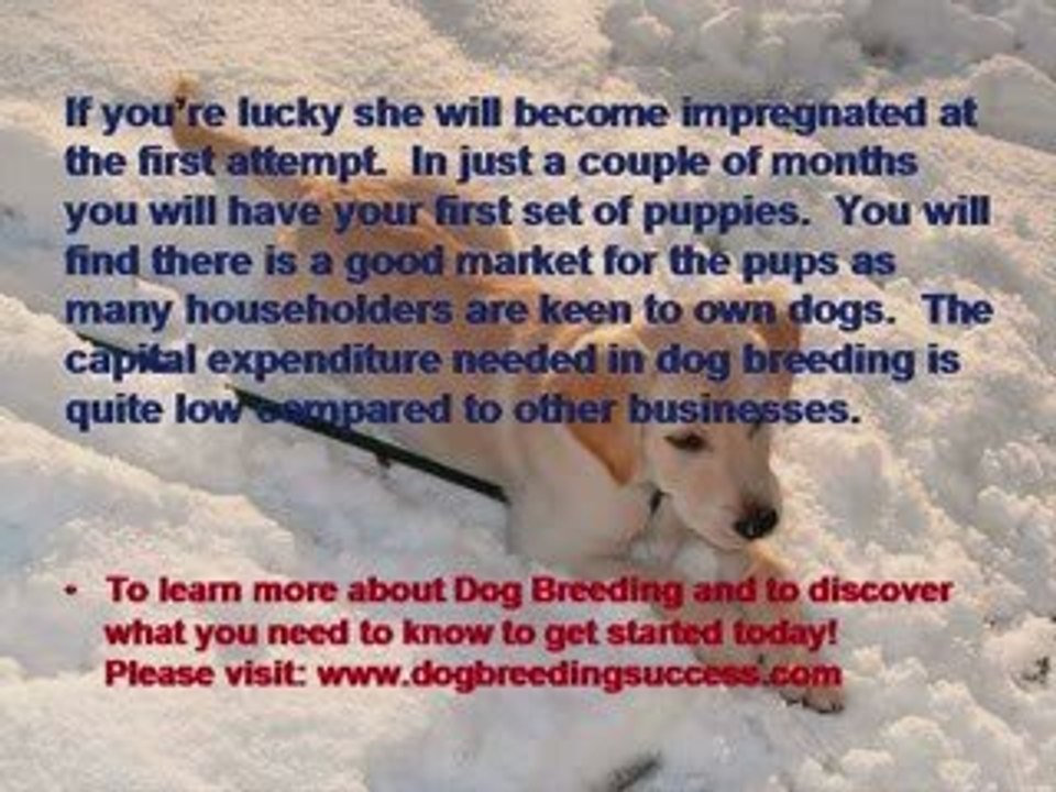 Dog Breeding - For Profit