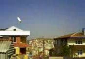 oyunlu güvercin