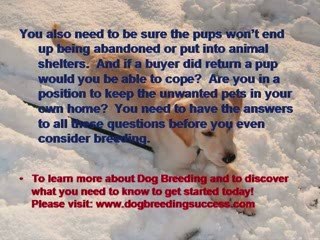 Dog Breeding – Settling Pups Into Their New Home