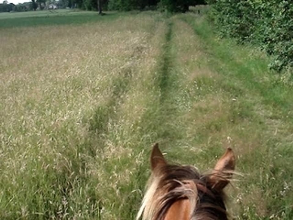 oreilles de poulain