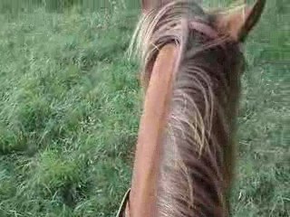 oreilles de poulain 2