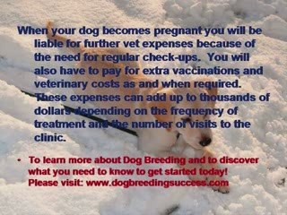 Dog Breeding – The Pros And Cons
