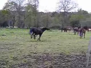 Le 29 04 09 poney au champ