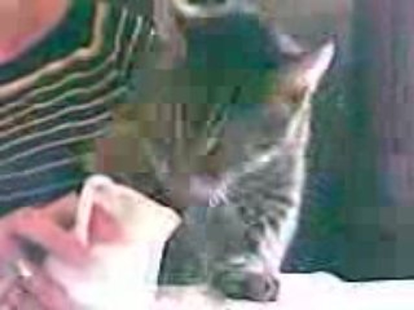 Chat Qui Boit Avec Sa Patte Video Dailymotion