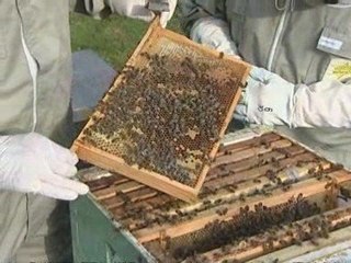 Bee comeback creates a buzz