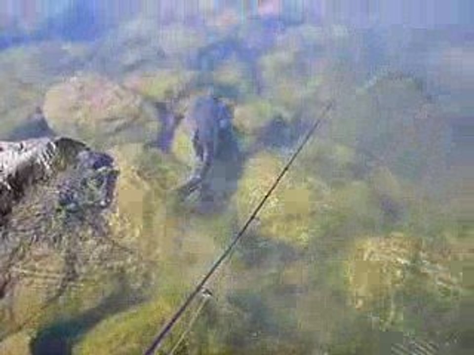 no kill black bass
