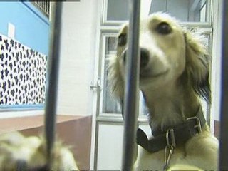 Pets hit by credit crunch