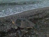 Anamur ve Caretta caretta  Die Meeresschildkröten von Anamur
