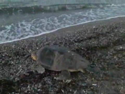 Anamur ve Caretta caretta Die Meeresschildkröten von Anamur