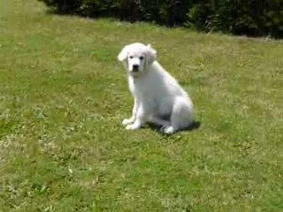 Eden le Golden Retriever