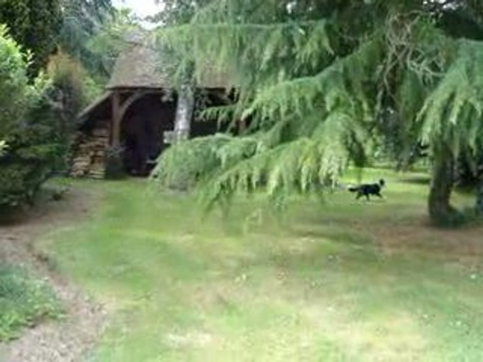 Les chiennes de Wonder