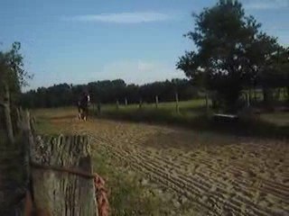 entraînement  de chevaux de course.