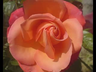 Yaşar Özel-Sana Bir Buse Vermedim Diye