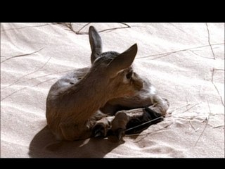 Miracle dans le désert, soubhanAllâh, Partie 8