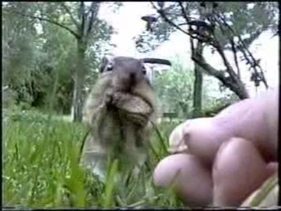 Un chipmunk qui fait sa réserve de noisettes