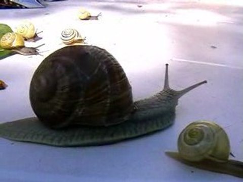 LES ESCARGOTS