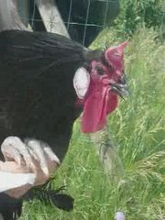 Coq