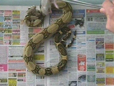 repas boa constrictor imperator (rat décongelé)