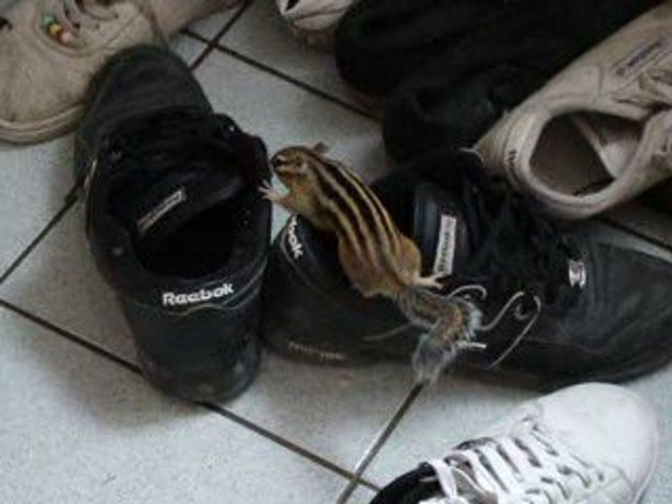 Kit et les chaussures