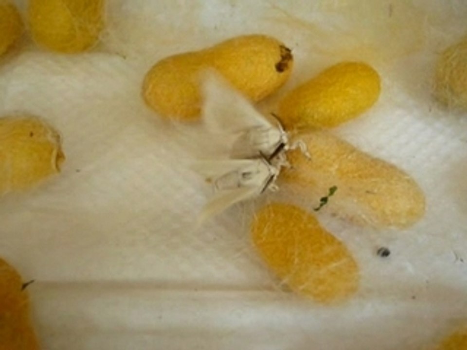 Papillons de vers à soie