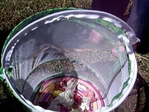 PAPILLONS 27 MAI 2009