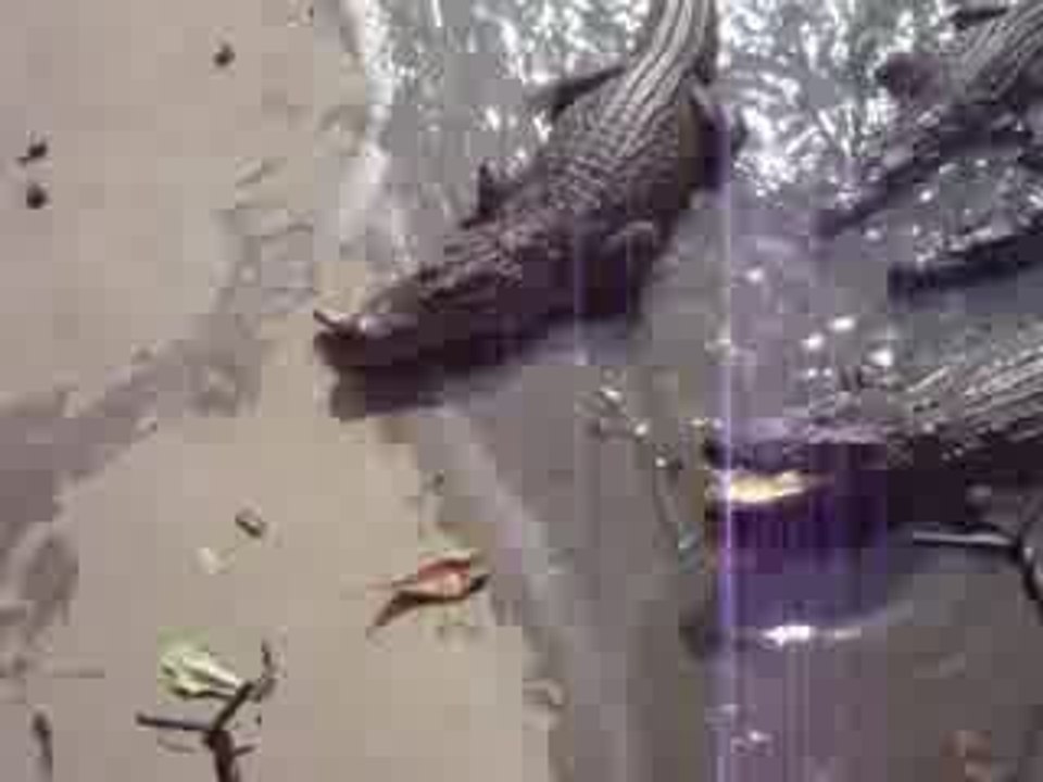 peche au crocodile