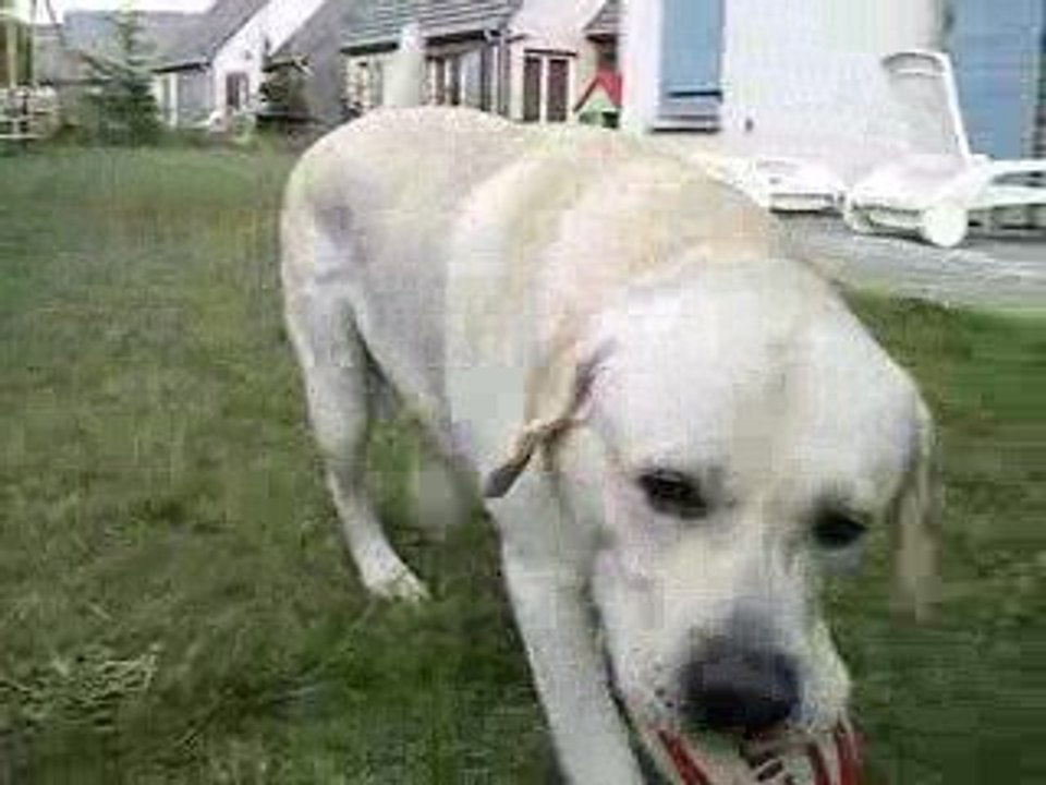 Chewie : Labrador Retriever Sable LOF (Video 01)