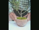 Bonsai Magico - Bunjin - Video 17 - bonsaimagicobunjin.com