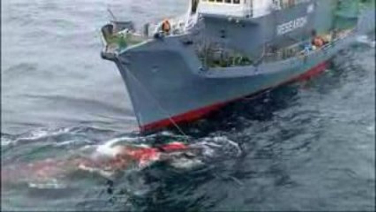 Warning: Graphic Content from Whale Wars Season 2
