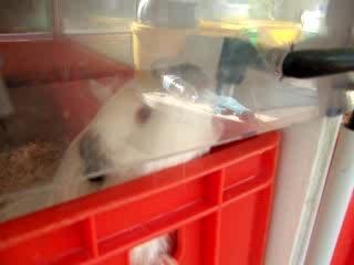 Liesele boit comme un trou !