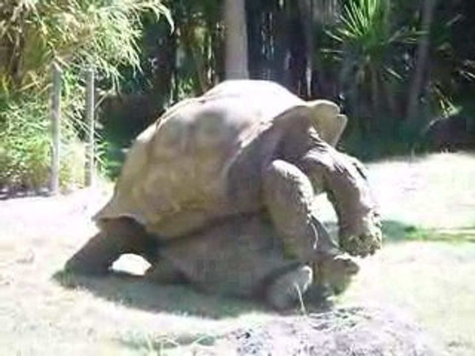 zoo-turtles