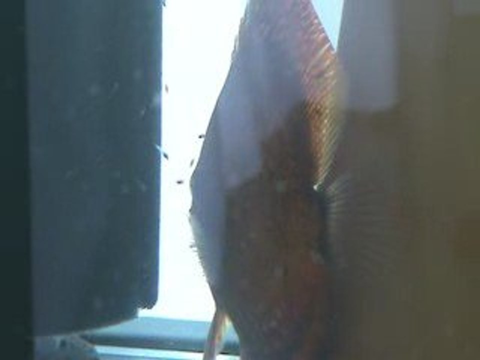 redmap discus yavrular