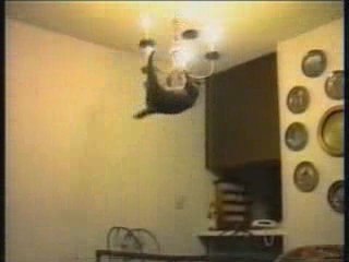 Funny_cats_1