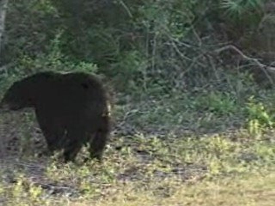 BlackBear050107MarionCounty