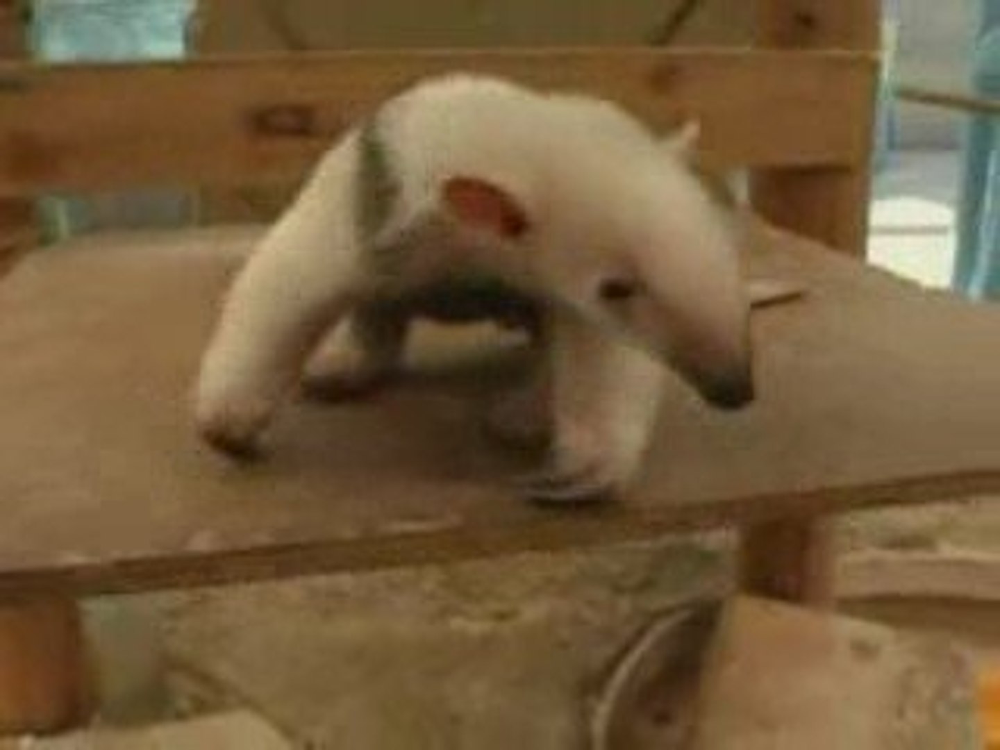 Bebe Fourmilier Trop Mignon Au Zoo Tokyo Video Dailymotion