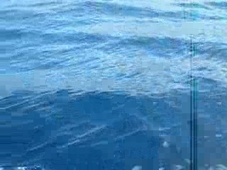 rencontre des dauphins