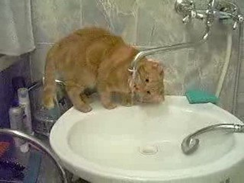 Кот на водопое