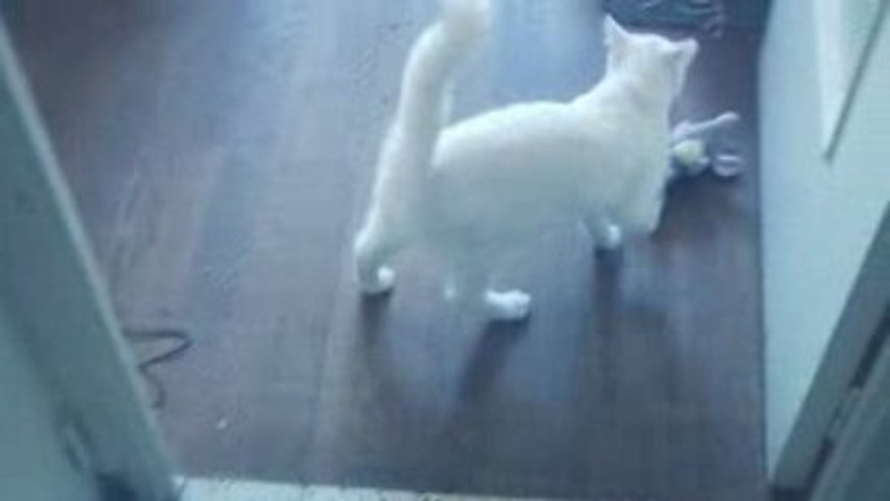Video vanille (1)