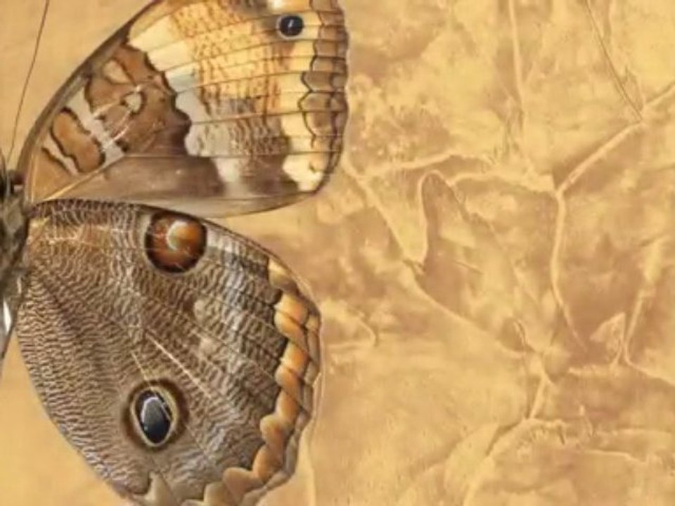 ВЕНЕЦИАНСКАЯ ШТУКАТУРКА мастер классы ДЕКОРАТИВНАЯ ФРЕСКА авторские курсы Киев    https://sites.google.com/site/artfrescodecor/  Artfresco&Decor™Киев - Творческая Мастерская Декора предлагает мастер - классы  по Декорированию и Нанесению Декоративной