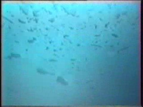 Ice dive Montriond - Plongée sous glace au lad de Montriond