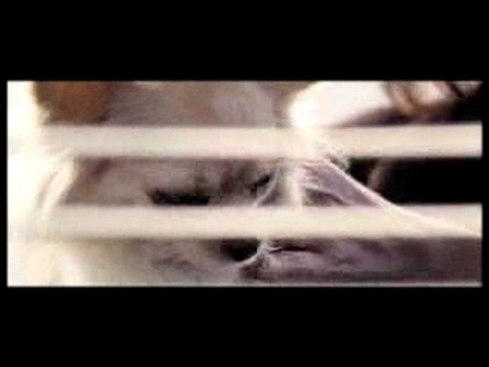 Gozu (2003) US Trailer