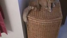 Кошка и мышка