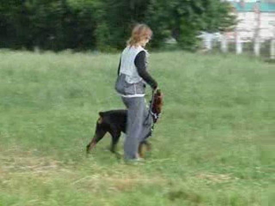 Obedience training