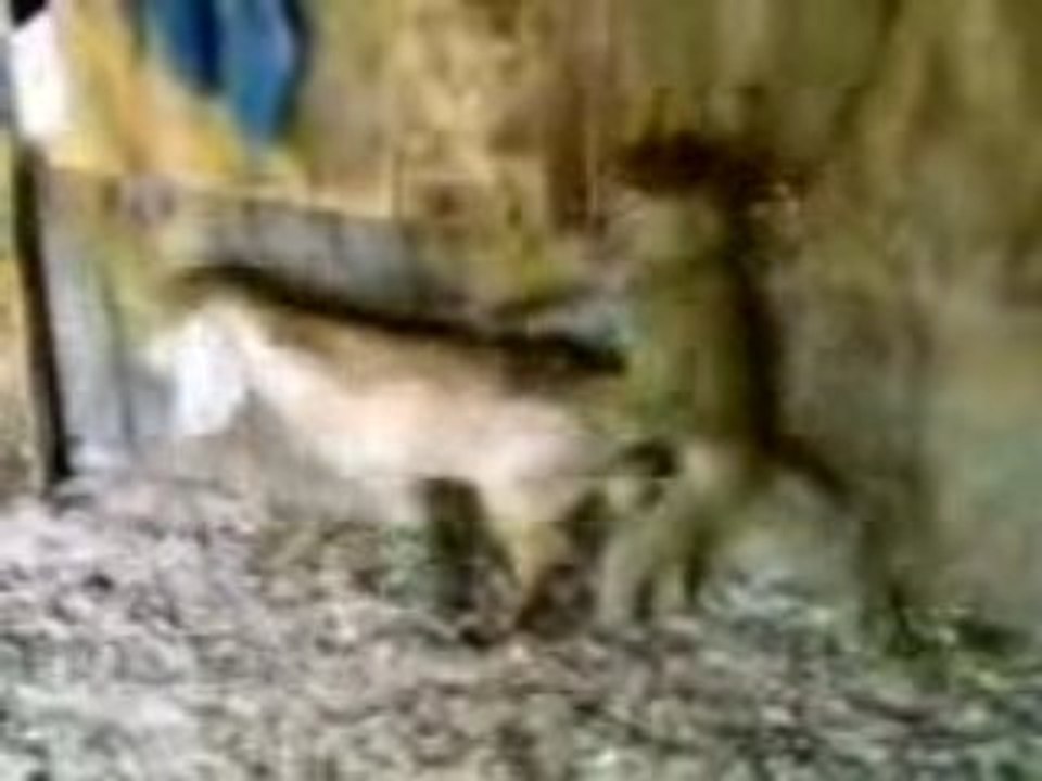 Le singe et la ch?vre par Jean de lajamel