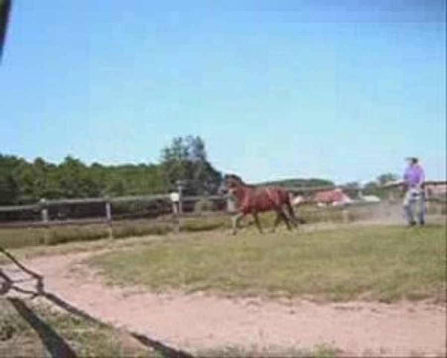 débourrage Sisco du Curtil travail à la longe
